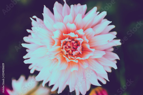 Fototapeta Naklejka Na Ścianę i Meble -  background nature Flower dahlia pink. pink flowers. background blur