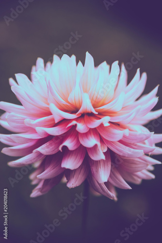Fototapeta Naklejka Na Ścianę i Meble -  background nature Flower dahlia pink. pink flowers. background blur