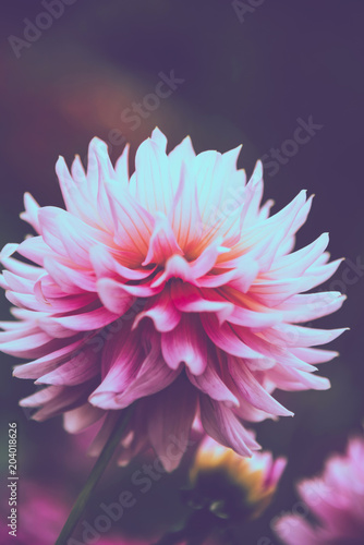 Fototapeta Naklejka Na Ścianę i Meble -  background nature Flower dahlia pink. pink flowers. background blur