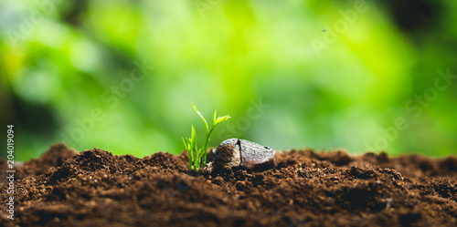 Plant Seeds Planting trees growth,The seeds are germinating on good quality soils in nature

