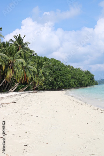 Trees on Beach