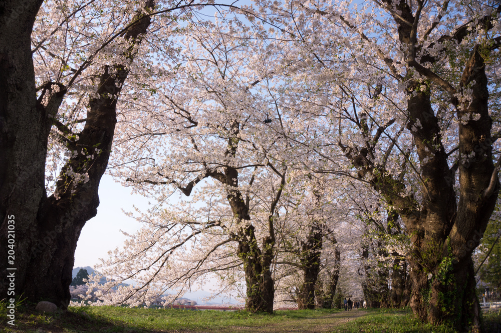 角館　桜のトンネル　桧木内川桜並木　満開　青空