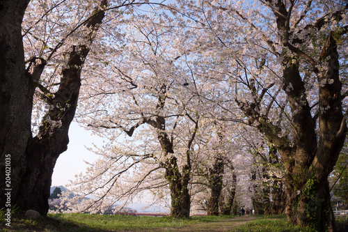 角館 桜のトンネル 桧木内川桜並木 満開 青空