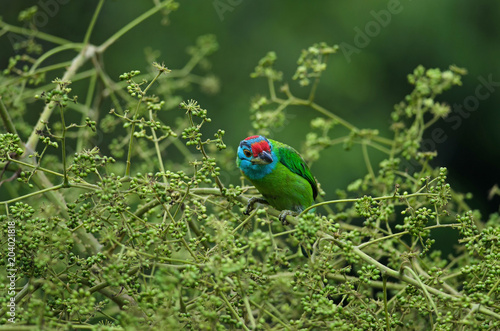 Blue-throated Barbet perching on tree © forest71