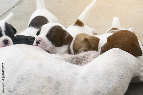 new born half french bulldog baby puppy dog eat suck milk from mom breast feed pet and animal concept with copy space