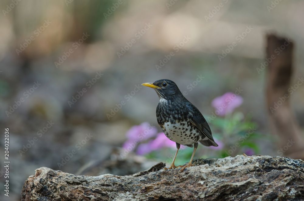 Japanese Thrush (Turdus cardis) bird Japanese Thrush (Turdus cardis) bird