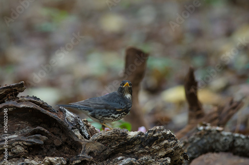 Japanese Thrush (Turdus cardis) bird photo