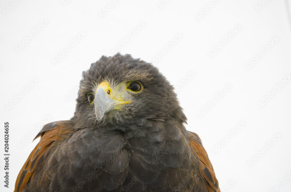 Fototapeta premium モモアカノスリ / ハリスホーク / Harris's Hawk