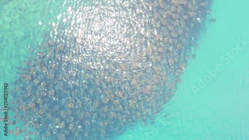 mobula rays, sea of cortez, mexico