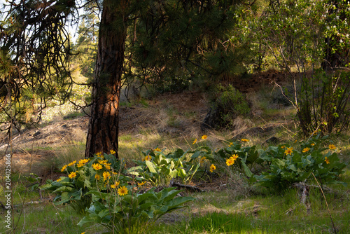 Sunsplashed Sunflowers photo