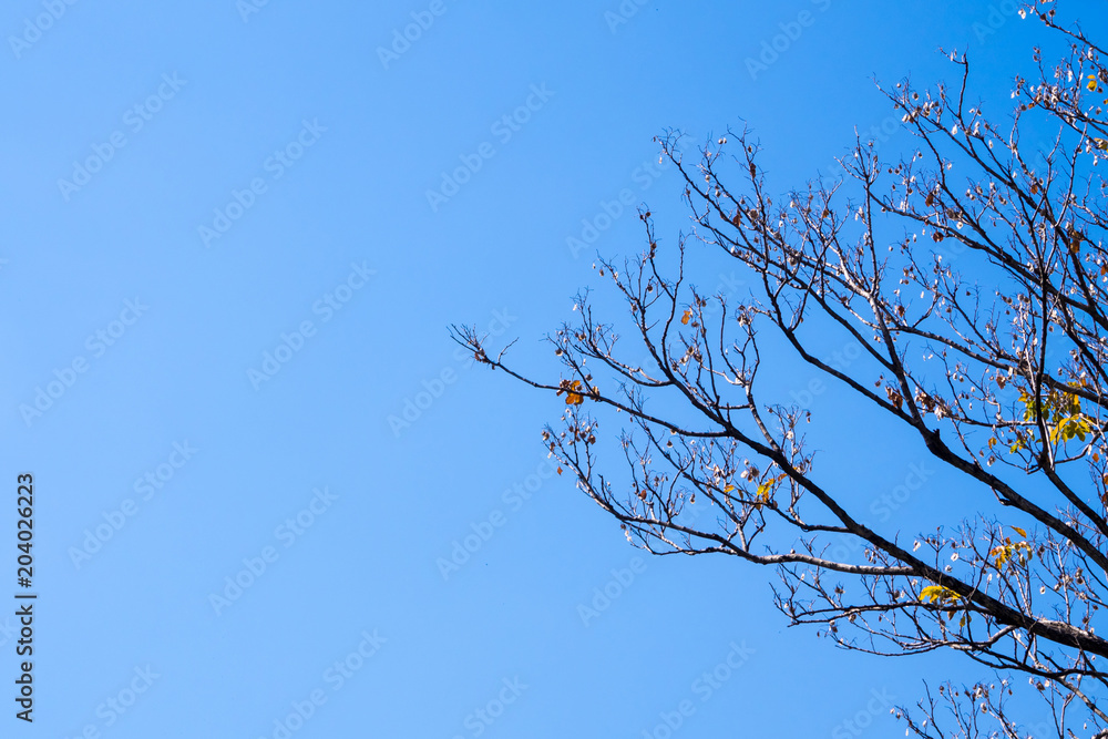 Dried pot of Padauk on deciduous tree in the autumn season with blue sky background Dried pot of Padauk on deciduous tree in the autumn season with blue sky background