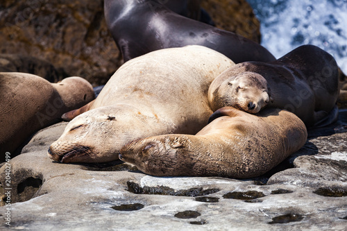 Group of California Seal Lions sunbathing on the rocky coastline of La Jolla Cove California