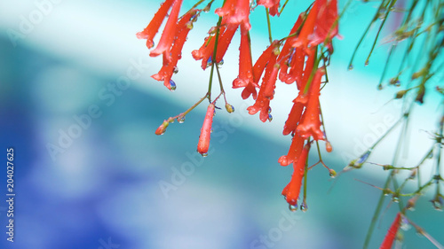 Beautiful red flower bud covered in rain drops close up. Water drop on red petals, macro. Tropical flower in the rain.