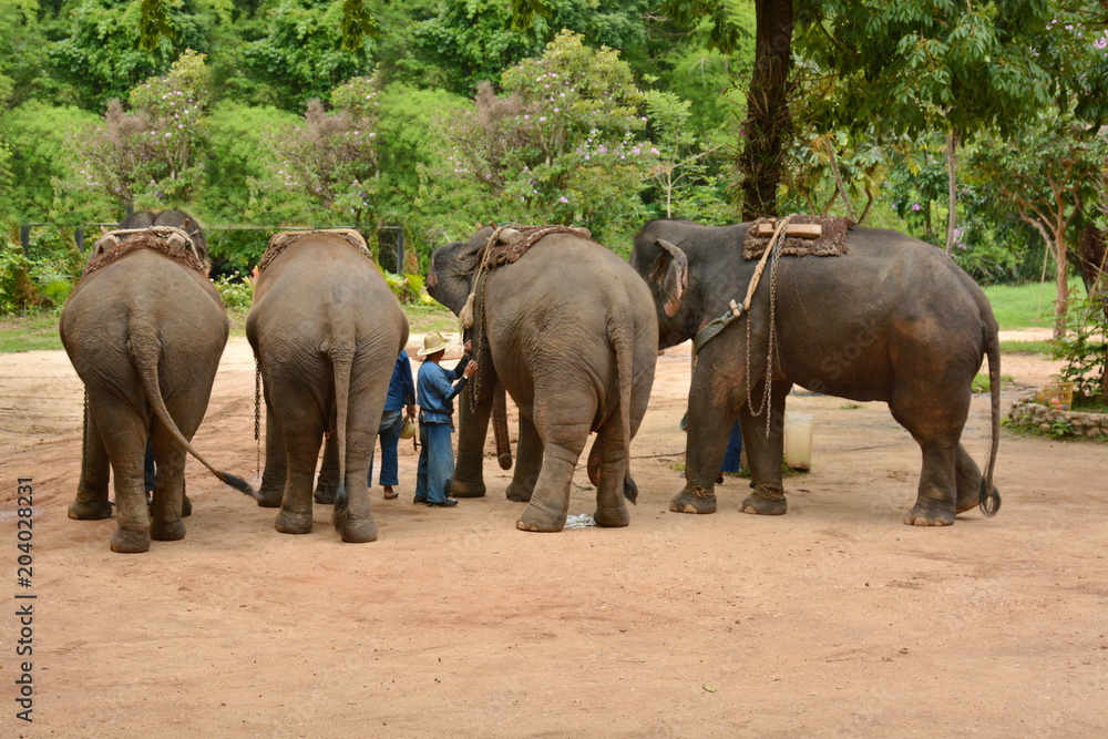 Fototapeta premium The elephant show one activity that people like to show Thailand Elephant Conservation Center Lampang- 2018.