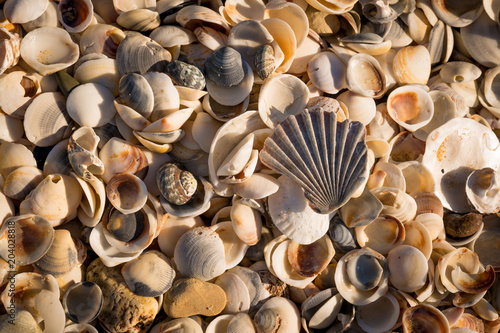 shells on the beach, Shelly Point, Scamander Conservation Area