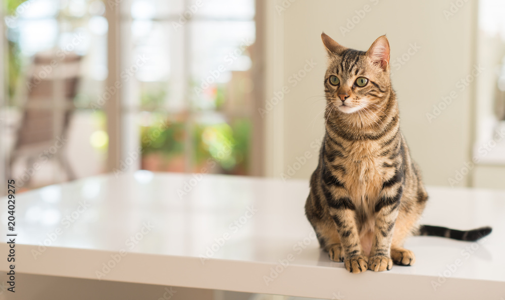 Fototapeta premium Zrelaksowany kot domowy w domu, w pomieszczeniu