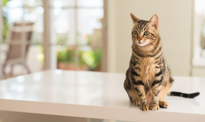 Keuken achterwand Kat Loungende huiskat op de bank  © Krakenimages.com