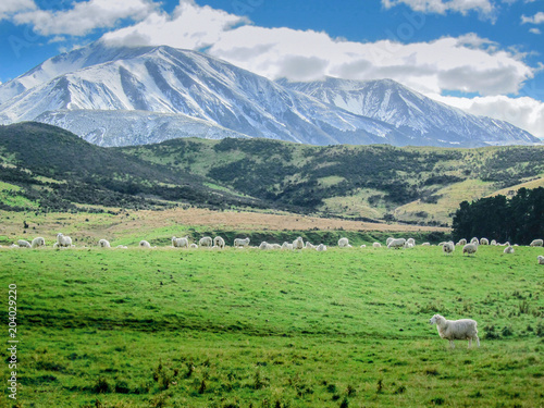 Merino sheeps in farm, New zealand, snowy mountains in the background