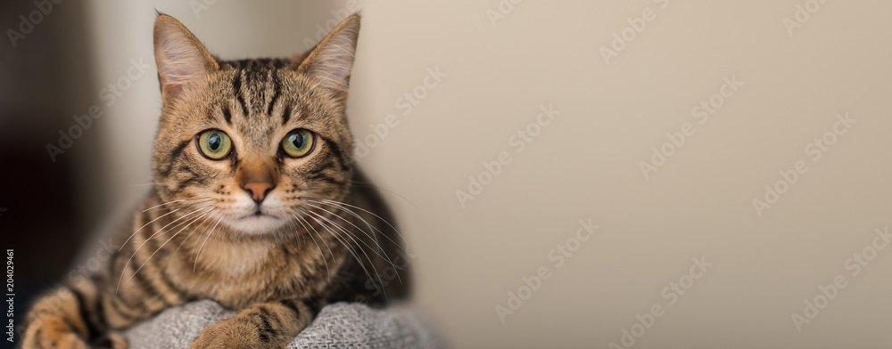 Fototapeta premium Zrelaksowany domowy kot w domu, salowy