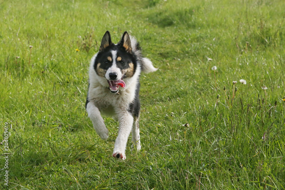 the dog is out for a walk