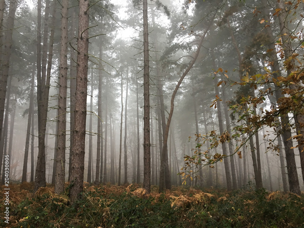 Fototapeta premium Autumn trees misty and foggy
