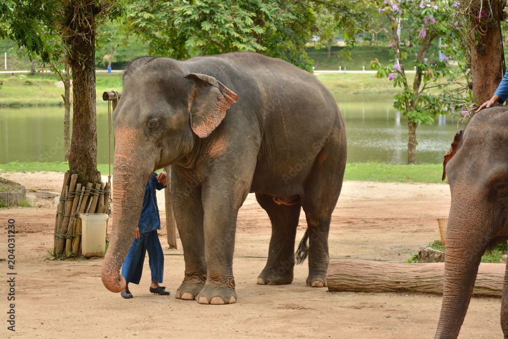 The elephant show one activity that people like to show Thailand Elephant Conservation Center Lampang- 2018.
