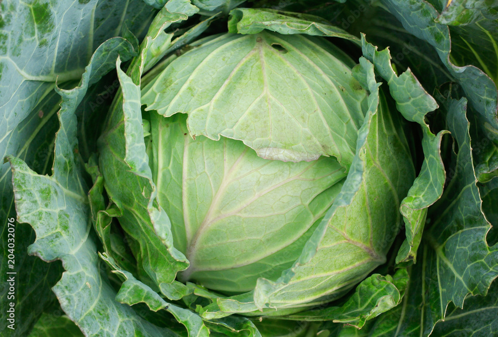 fresh green cabbage fresh green cabbage