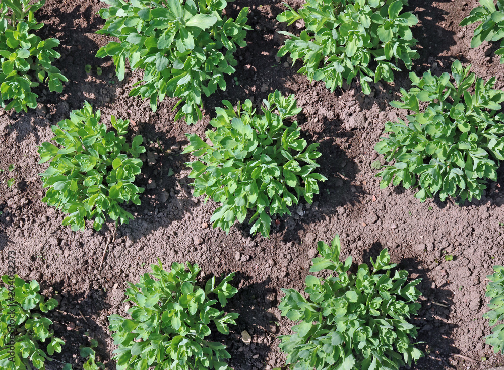 Spring flowerbed with a green plant cabbage succulent.