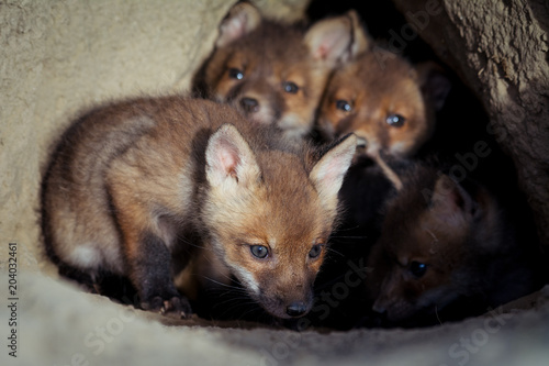Принти на полотні Beautiful european red fox cubs near the burrow ( Vulpes Vulpes)