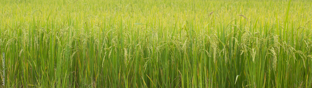 background of green grass background of green grass