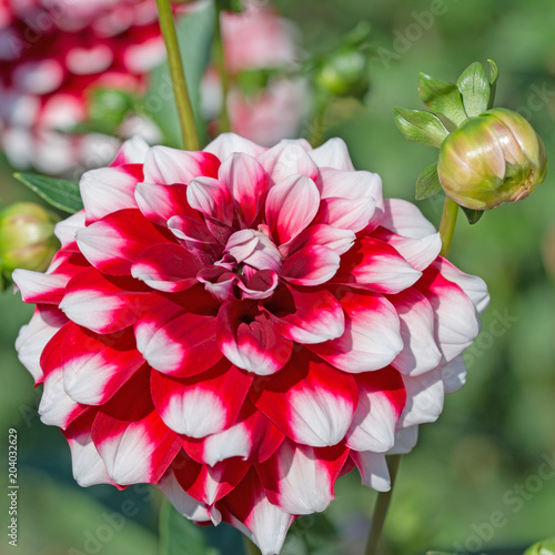 Fototapeta Naklejka Na Ścianę i Meble -  Dahlien, Dahlias