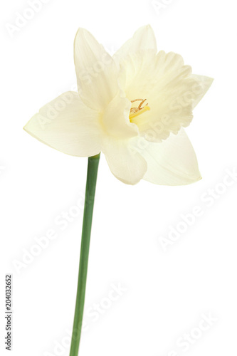 Fototapeta Naklejka Na Ścianę i Meble -  Narcissus spring flower on white