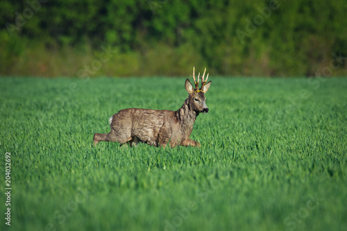 European roe deer. Roe deer in Summer landscape © zorandim75