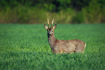 Fotobehang Ree Europese ree in zomerlandschap  © zorandim75