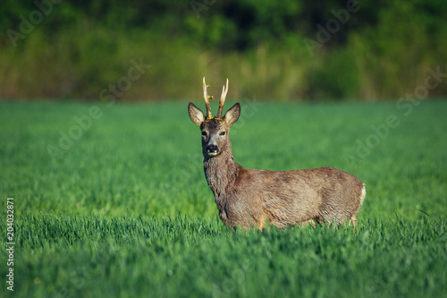 Fotografija European roe deer. Roe deer in Summer landscape