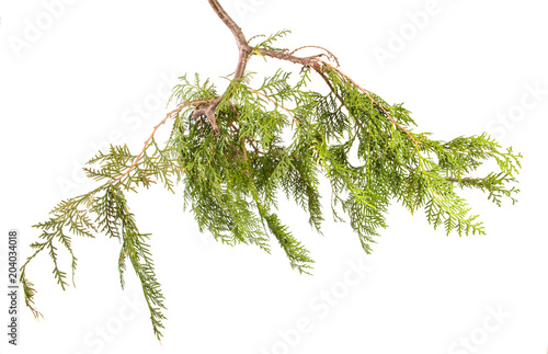 branch of green thuja. on a white background