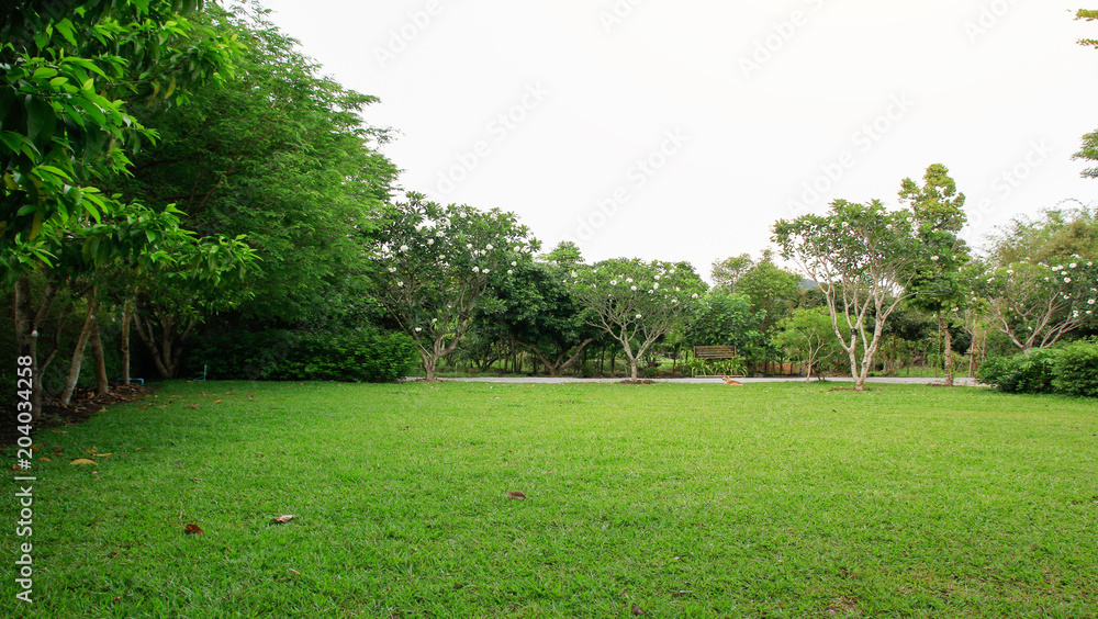 trees in park