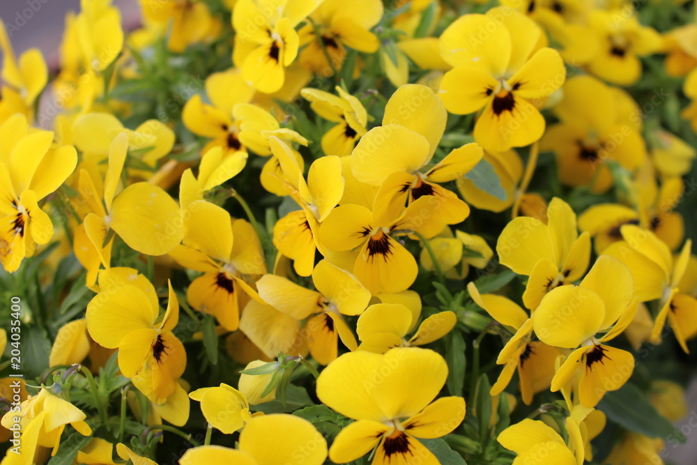 Fototapeta premium yellow_flower