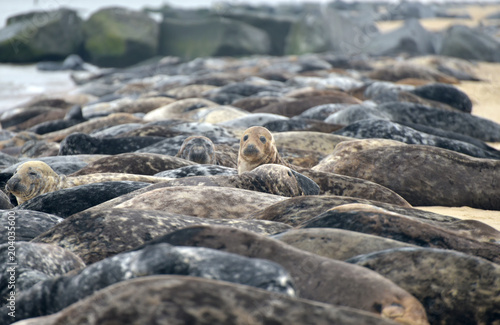 Lines of grey seals lying on Horsey Beach  Norfolk