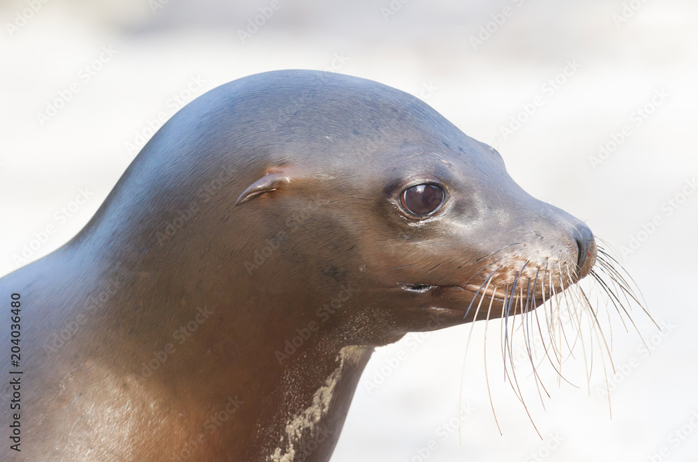 Fototapeta premium Sea lion closeup