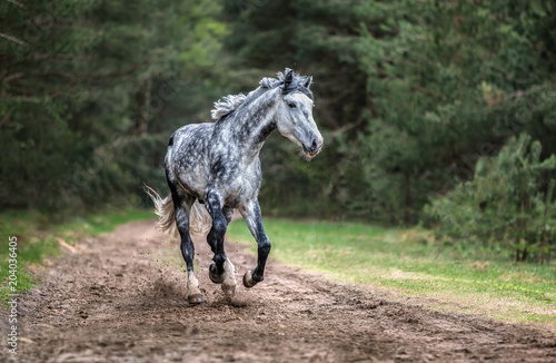 Fototapeta Naklejka Na Ścianę i Meble -  Grey horse running free in a forest