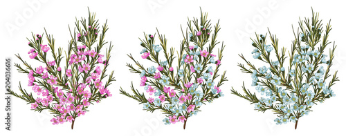 Chamaelaucium (waxflower) Blue and pink flowers. Vector floral pattern set isolated on white background. Beautiful watercolor element for banners, invitation, cards, flyers