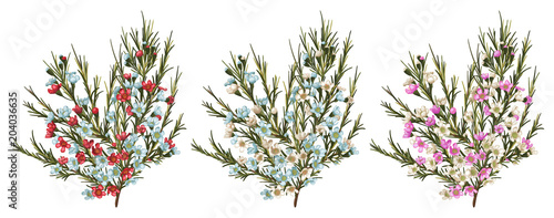 Chamaelaucium (wax flower) Vector floral pattern set isolated on white background. Element for banners, invitation, greeting cards, flyers
