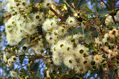 Marri flowers bloodwood tree, Red Gum, Port Gregory gum blossoming in Western Australia photo