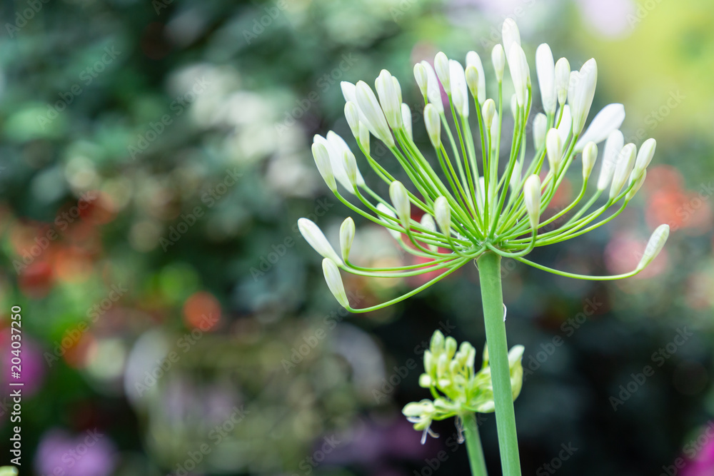 Flower and green leaf background in garden at sunny summer or spring day for postcard beauty decoration and agriculture concept design. Flower and green leaf background in garden at sunny summer or spring day for postcard beauty decoration and agriculture concept design.