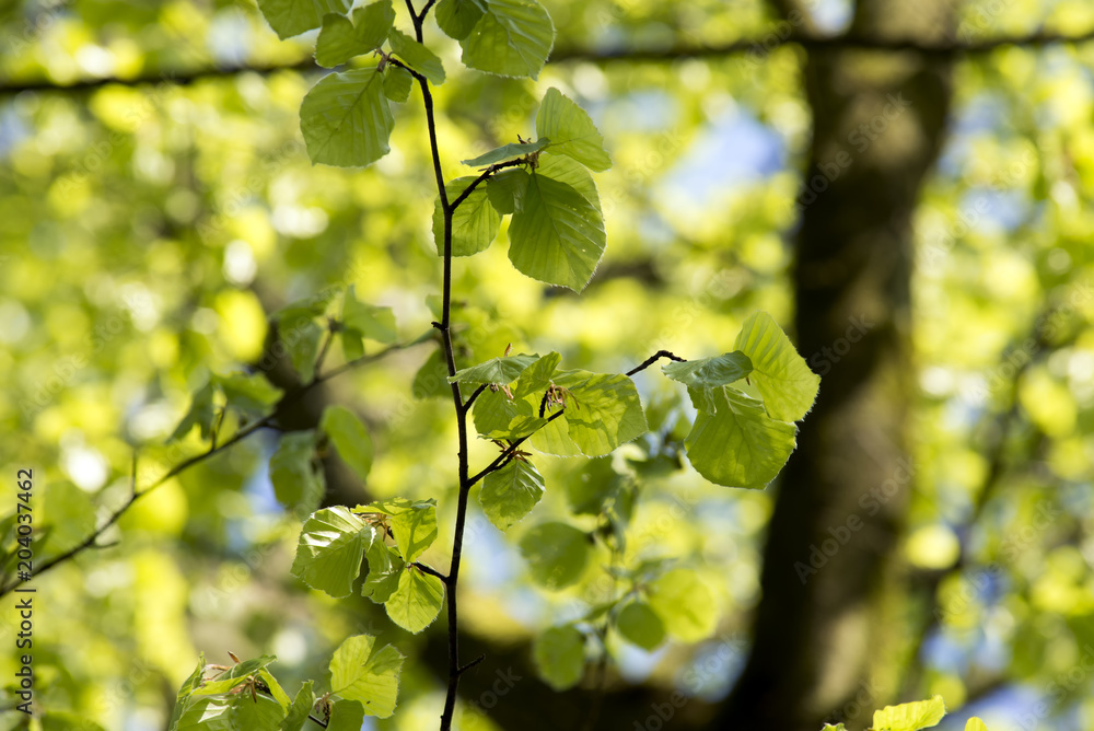 Light green beech leafs close-up Light green beech leafs close-up