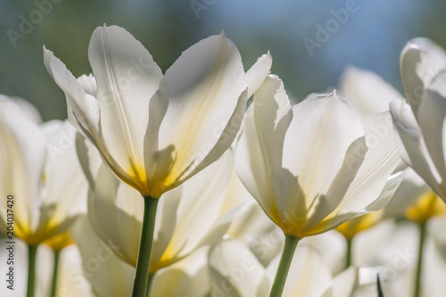 close up of blooming white tulips in spring garden