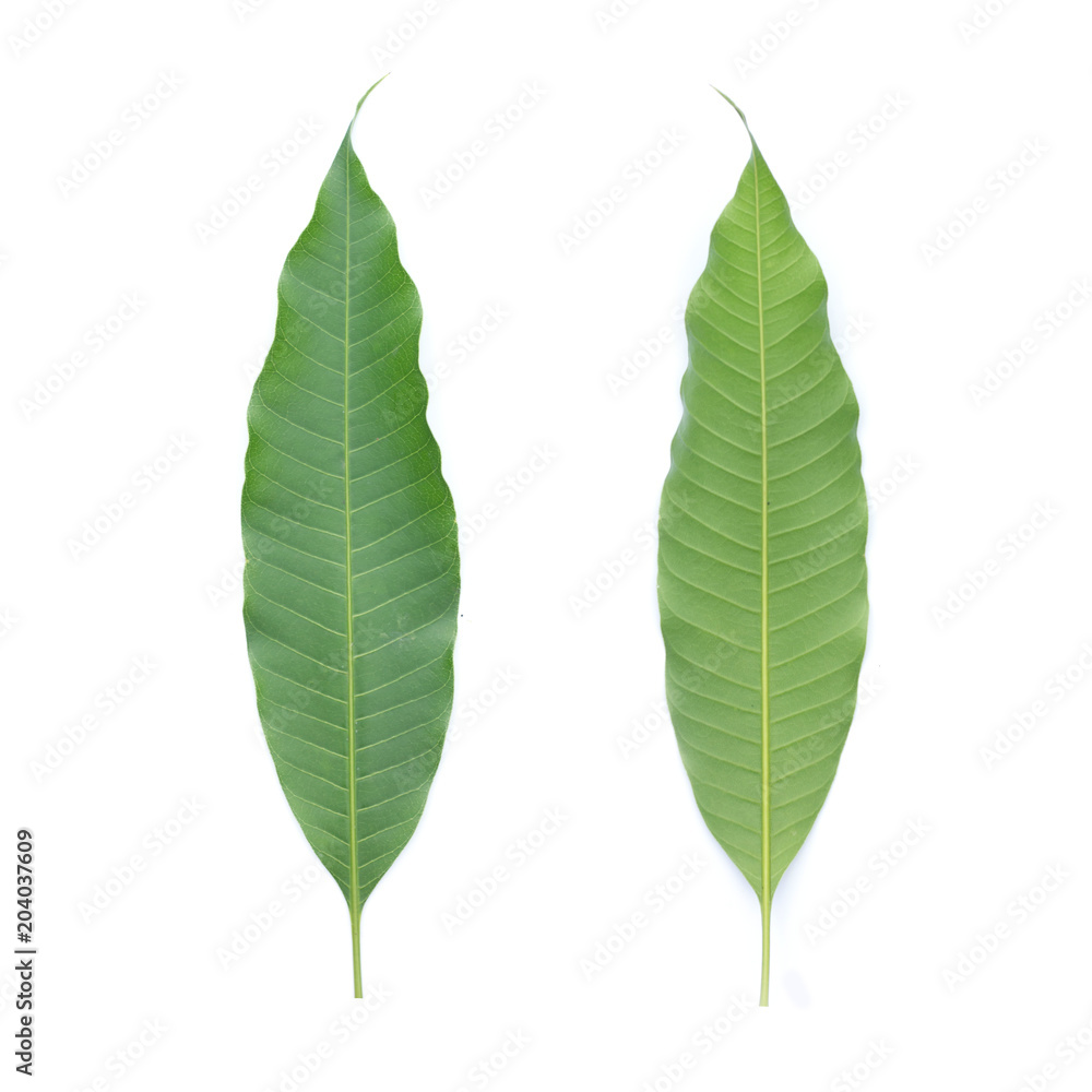 Obraz premium green leaf on a white background