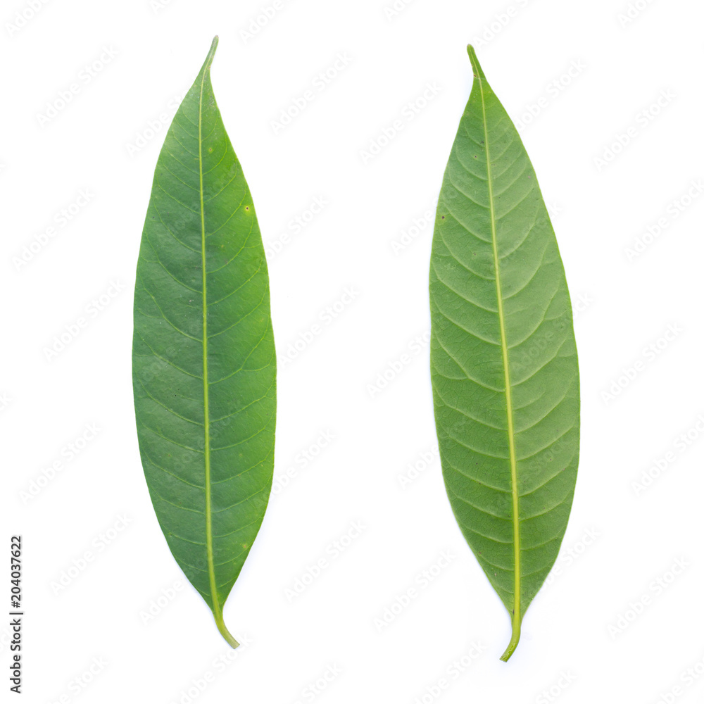 green leaf on a white background green leaf on a white background