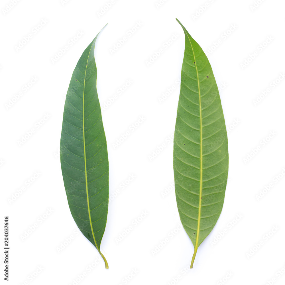 Obraz premium green leaf on a white background